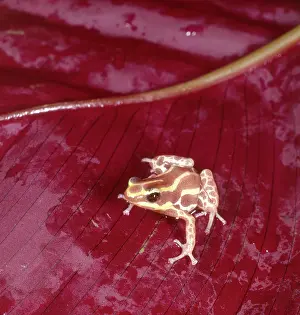 Ranitomeya: Amazon Poison Dart Frog