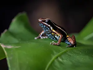 Anura: Amazon Poison-frog (Ameerega altamazonica), morp