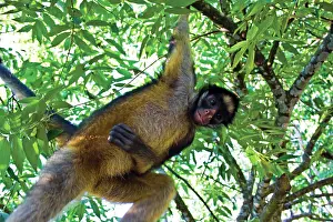 Agility: Amazon Rainforest, A Brown Capuchin Monkey