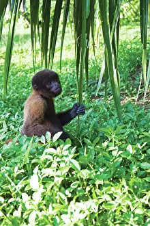 Agility: Amazon Rainforest, A Brown Wooly Monkey