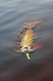 Rippled: Amazon River Dolphin (Inia geoffrensis)