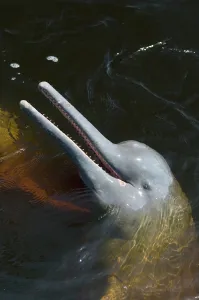 Boto: Amazon River Dolphin, (Inia geoffrensis)