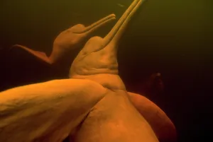 Boto: Amazon River Dolphins or Botos (Inia geoffrensis)