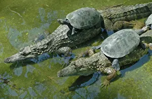 Caimans: Amazon River Turtles perched on Spectacled Caiman