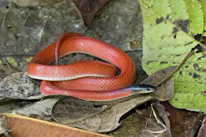 Coronata: Amazon Scarlet Snake