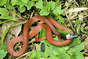 Selva: Amazon scarlet snake