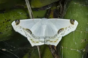 Silky: Amazon Silky White moth (Sericoptera mahometeria)