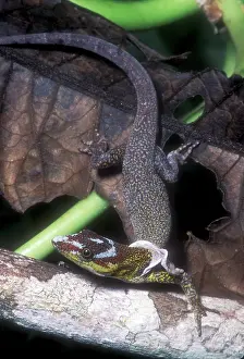 Streak: Amazon Streak Lizard