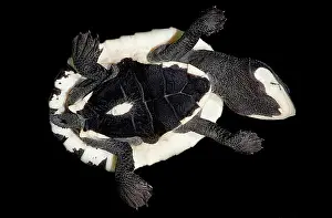 Toadhead: Amazon Toadheaded Turtle