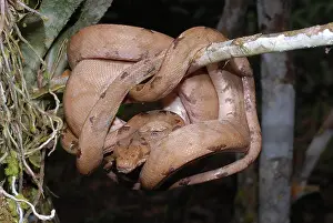 Corallus: Amazon Tree Boa
