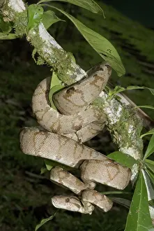Selva: Amazon tree boa