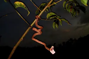 Suspend: Amazon tree Boa, Cook's tree Boa, common tree boa