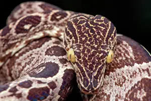 Corallus: Amazon tree boa (Corallus enydris) portrait, Kaw