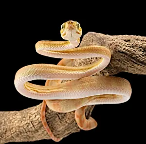 Amazonia: Amazon tree boa (Corallus hortulanus) on black background