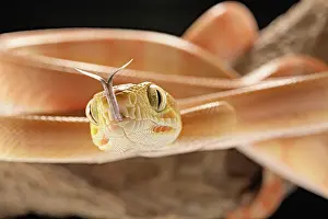 Corallus: Amazon tree boa (Corallus) hortulanus) Guyana