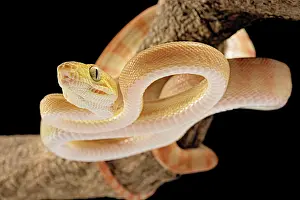 Corallus: Amazon tree boa (Corallus) hortulanus) Guyana