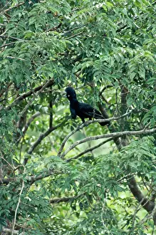 Andrea Florence: AMAZON UMBRELLA BIRD