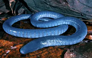 Gymnophiona: Amazonian Caecilian