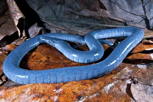 Gymnophiona: Amazonian Caecilian