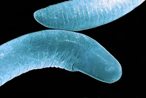 Gymnophiona: Amazonian Caecilian