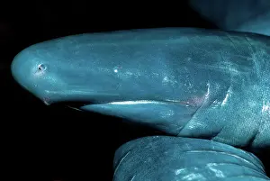 Gymnophiona: Amazonian Caecilian