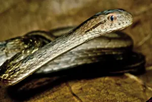 Painful: Amazonian Coastal House Snake
