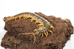 Gigantea: Amazonian Giant Centipede (Scolopendra gigantea
