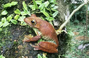 Gladiator: Amazonian Gladiator Tree Frog (Hyla boans)