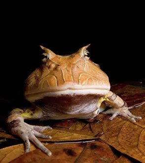 Cornuta: Amazonian Horned Frog