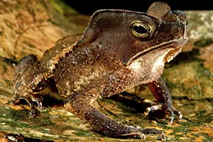 Beaked: Amazonian Leaf Toad