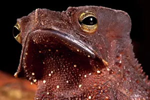 Beaked: Amazonian Leaf Toad