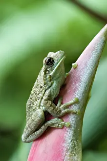 Mission: Amazonian Milk Treefrog