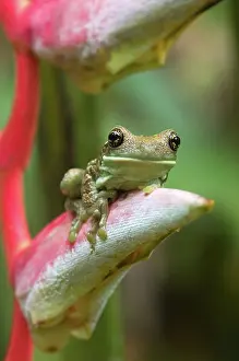 Mission: Amazonian Milk Treefrog