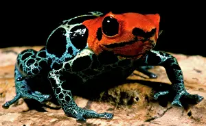 Toxins: Amazonian Poison Frog