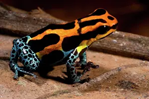 Toxins: Amazonian Poison Frog