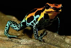 Toxins: Amazonian Poison Frog