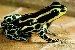 Toxins: Amazonian Poison Frog