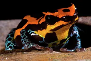 Toxins: Amazonian Poison Frog