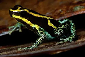 Toxins: Amazonian Poison Frog