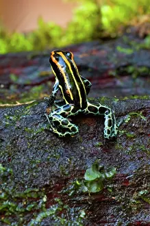 Ventrimaculatus: Amazonian Poison Frog
