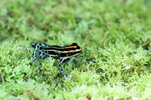 Ventrimaculatus: Amazonian Poison Frog
