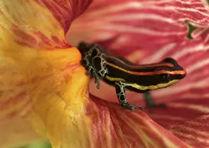 Ventrimaculatus: Amazonian Poison Frog