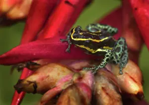 Ventrimaculatus: Amazonian poison frog