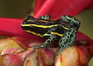 Ventrimaculatus: Amazonian poison frog