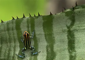 Ventrimaculatus: Amazonian poison frog