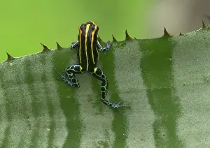 Ventrimaculatus: Amazonian poison frog