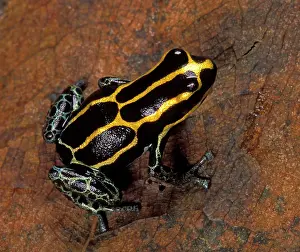 Ventrimaculatus: Amazonian Poison Frog - On a dead leaf