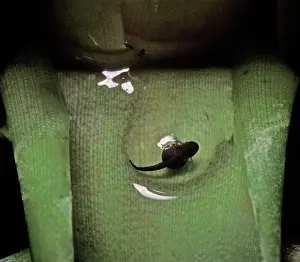 Ventrimaculatus: Amazonian Poison Frog - Tadpole on a leaf
