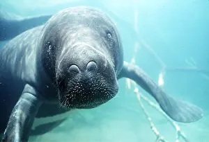 Flipper: Amazonian / South American MANATEE - close-up