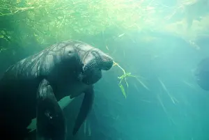 Trichechus: Amazonian / South American MANATEE - eating aquatic grass